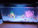 米家（MIJIA）小米米家智能生态鱼缸还原自然生态补仓一次三月无忧出差旅行必备 实拍图