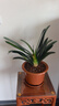 大盆君子兰盆栽名贵国宝级花卉苗绿植物圆头和尚室内客厅四季好养 【掌柜推荐】8-11片叶子+带土 送肥料 实拍图