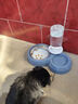 甜浪海猫碗双碗自动喂食器不锈钢狗盆幼猫吃饭喝水防打翻饮水机宠物食盆 实拍图