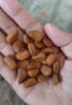 良品铺子 长白山红松500g 东北手剥松子每日坚果干果企业送礼量贩团购零食 实拍图