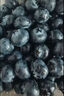 趣尝鲜云南高原应季花香蓝莓4盒装125g/盒 单果18mm+ 源头直发 一件包邮 实拍图