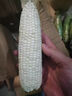 顾果鲜广西白糯牛奶玉米9斤新鲜现摘黏粘棒子带皮生苞米甜嫩农家自种 5斤 实拍图