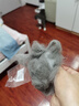 憨憨乐园猫梳子梳毛专用开结去浮毛神器密齿狗狗宠物猫咪排梳子 密齿款 实拍图