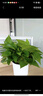 双盟绿萝盆栽除甲醛花卉绿植办公室新房净化空气180白竖纹4盆源头直发 实拍图