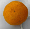 京地达广东砂糖橘新鲜水果净重5斤中大果35-45mm源头直发包邮 实拍图