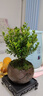 开时果 小叶赤楠盆景摆件 办公室桌面绿植花卉好养盆栽植物源头直发包邮 【推荐款】舍得紫砂盆+苔藓+底座 实拍图