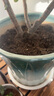 史丹利3L包装营养土园艺有机土通用型种花种菜养花专用泥炭土壤种植土 实拍图