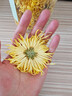福东海 菊花茶【约100朵完整大花】金丝皇菊胎菊黄山贡菊特茶级花草茶 实拍图