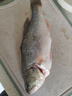 鲜活冲浪河鲈鱼400-500g/条 实拍图