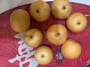 颜曼箐秋月梨 山东莱阳羊脂秋月梨新鲜孕妇水果丰水冰糖梨 5斤装甄选果 约7-12枚 净4.5斤 实拍图
