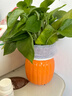 【绿萝盆栽】吸甲醛净化空气水培绿植物懒人花卉好养搬家礼物全 【1盆】绿萝+橙色南瓜盆自吸水 整体含盆高度20-25cm 实拍图
