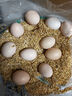 京喜加 谷物喂养初产新鲜鸡蛋40g正负5g生鲜超市买菜早餐土鸡蛋草鸡蛋 10枚 实拍图