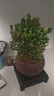 开时果 小叶赤楠盆景摆件 办公室桌面绿植花卉好养盆栽植物源头直发包邮 【推荐款】舍得紫砂盆+苔藓+底座 实拍图