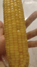 十月稻田 黄糯玉米 3.52斤(220g*8根)  杂粮粗粮 东北玉米 低脂早餐 新米 实拍图