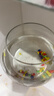 易萌 小鱼缸 金鱼缸 小型桌面鱼缸 家用客厅鱼缸 圆形玻璃鱼缸20cm 实拍图