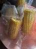 当季新货头茬东北黄甜糯玉米棒真空包装低脂黄糯大棒甜东北黏苞米 黄糯玉米【120-160克】4根 实拍图