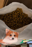冠能狗粮体重控制绝育犬成犬狗粮全价2.5kg 高蛋白低脂肪健康减轻体重 实拍图