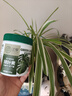 芷郁植物营养叶绿素肥料绿叶肥绿萝养盆栽植物家庭园艺花肥叶面肥通用 实拍图