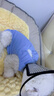 华元宠具（hoopet）猫咪绝育服宠物母猫小狗狗幼猫手术服透气断奶服公猫防舔术后衣服 实拍图