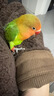 万宠汇 鸟活体虎皮鹦鹉笼养牡丹玄风活鸟学说话手养小太阳鹦鹉和尚鹦鹉 爱情鸟鹦鹉一只 实拍图