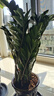 叹为观止 大型盆栽 单杆辫子发财树天堂鸟绿萝散尾葵办公室内开业乔迁礼品 大型金钱树1-1.2米【财源广进】 含盆 实拍图