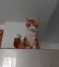 派得猫粮 成猫幼猫全价全阶段通用型英短蓝猫布偶流浪猫猫食猫咪主粮 【27%肉含量】全期猫粮8斤【鲜鸡肉三文鱼配方】 实拍图