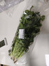 带根香菜100g 实拍图