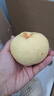 京地达梨砀山酥梨雪梨梨子香梨水果送礼净重8.8斤单果250g+源头直发 实拍图