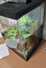 米家（MIJIA）小米米家智能生态鱼缸还原自然生态补仓一次三月无忧出差旅行必备 实拍图