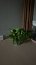双盟绿萝盆栽除甲醛花卉绿植办公室新房净化空气180加仑4盆装源头直发 实拍图