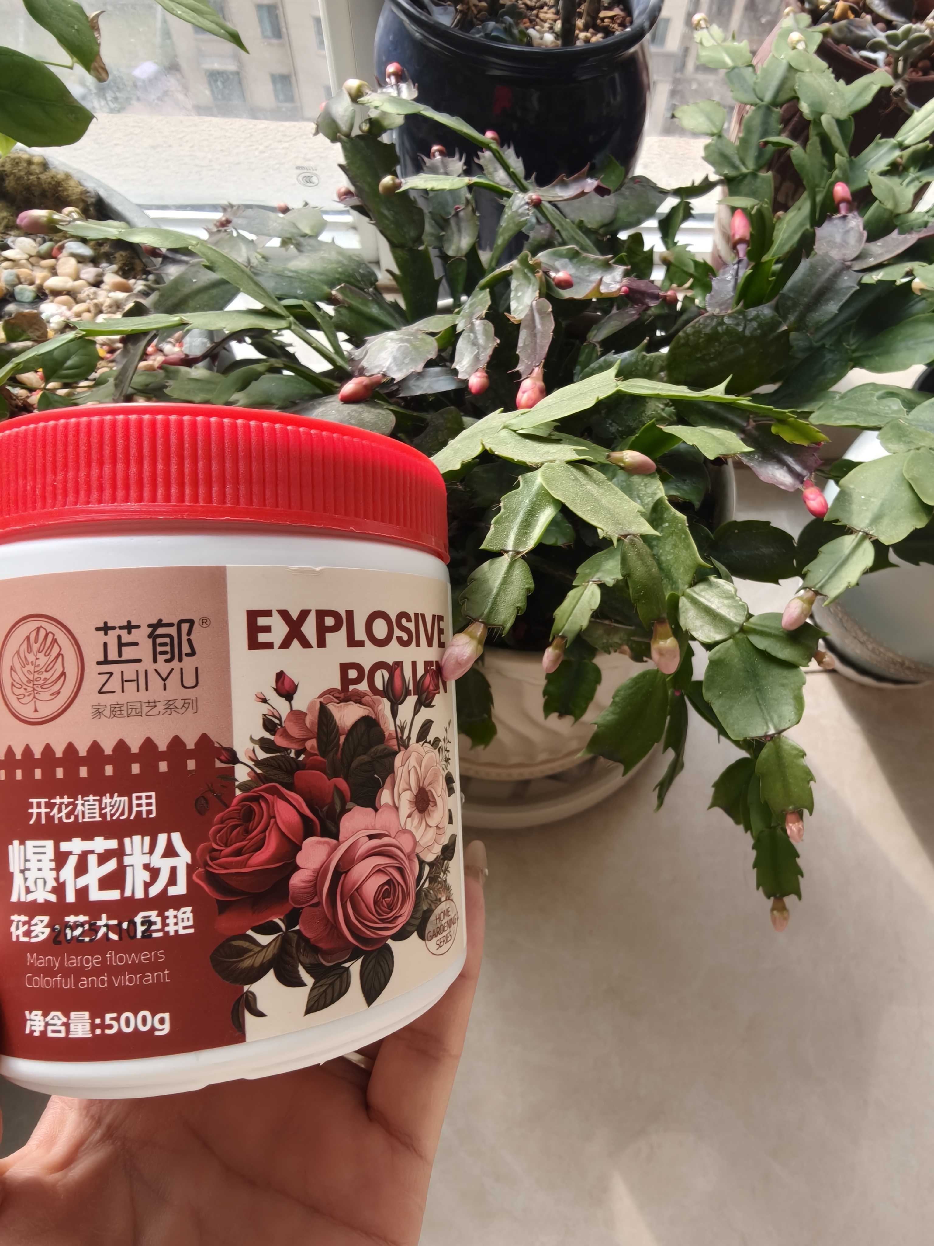 芷郁开花素花卉促花营养液开花粉月季三角梅催花肥料爆花通用叶面肥 实拍图