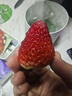 京鲜生 丹东99红颜奶油草莓 1斤装 单果22-30g 生鲜水果 实拍图