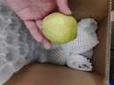 京鲜生 新疆特级库尔勒香梨 净重5斤单果120g以上 生鲜水果 实拍图
