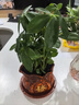 【八方来财】发财树鸭脚木盆栽四季常青桌面防辐射花卉盆景 八方来财20厘米4颗【發陶瓷盆】 送肥料 实拍图