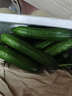 山东寿光水果黄瓜生吃脆新鲜荷兰青瓜当季无刺小黄瓜源头直发 精品水果黄瓜 3斤 实拍图