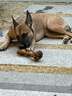 蒙贝 香酥牛棒骨 狗狗零食 狗狗磨牙棒洁齿除垢耐咬 600g5根 实拍图
