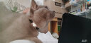 楚克奇（CHUKCHI）宠物猫项圈带铃铛脖圈爱心镶钻脖套迷你犬绒面颈圈宠物用品 黑色 总长度30CM*可调节范围21-26CM 实拍图
