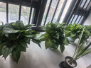 双盟绿萝盆栽除甲醛花卉绿植办公室新房净化空气180加仑4盆装源头直发 实拍图