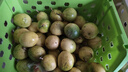 黄金百香果钦蜜9号新鲜当季现摘精选好果水果百香果鲜果酸甜可口 钦蜜9号黄金百香果40~60g中果1斤 实拍图