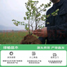 四万公里 蓝莓树苗 薄雾果树树苗南北方种植阳台盆栽地栽果苗源头直发包邮 实拍图
