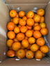京鲜生 金秋砂糖橘/砂糖桔 5斤 生鲜水果礼盒  实拍图