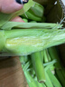 乡玉创彩广西玉米笋心带皮迷你小玉米笋新鲜嫩玉米笋仔现摘2斤3斤批发 3斤带皮玉米笋约15-21个 实拍图