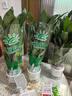【热销款】白掌一帆风顺盆栽水培植物室内花绿植红掌发财树吸甲醛 【店主推荐】特级白掌6-8株带花+早安盆+营养液 实拍图
