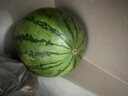 京鲜生 无籽麒麟大西瓜 1粒装 7-9斤 生鲜水果 实拍图