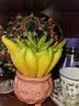 临雅佛手柑水养绿植水培植物佛手瓜摆件室内盆栽插花大果1颗源头直发 实拍图