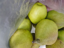 京鲜生 新疆特级库尔勒香梨 净重5斤单果120g以上 生鲜水果 实拍图