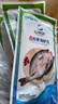 仙泉湖三去白蕉海鲈鱼1斤/条净膛冷冻刺少肉厚珠海特产500g生鲜食材 实拍图
