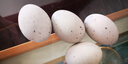 正宗松花蛋50g-59g皮蛋20枚装无铅工艺鸭蛋变蛋散养生鲜超市批发 6枚 实拍图