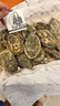 吉娜朵鲜活法国进口活体生蚝12只N0/N1空运生鲜牡蛎 即食刺身 源头直发 12N1 实拍图