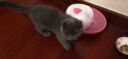 pioneer pet双水湾宠物饮水机猫咪饮水机自动循环宠物猫咪饮水机 3040双水湾粉色 实拍图